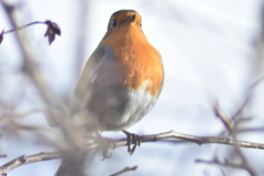 Erithacus rubecula