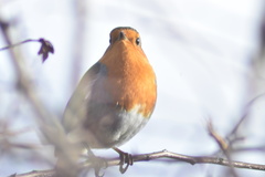 Erithacus rubecula