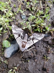 Smerinthus kindermannii