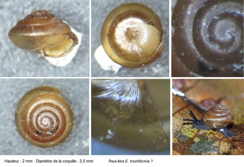 Tawny Glass-snail