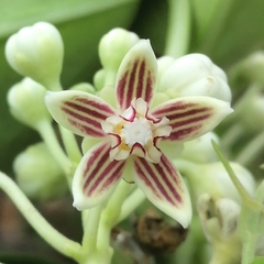 Cynanchum montevidense