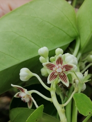 Cynanchum montevidense