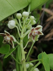 Cynanchum montevidense