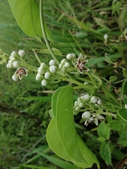 Cynanchum montevidense