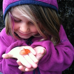 Cryptolithodes sitchensis