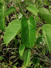 Cynanchum montevidense