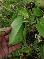 Cynanchum montevidense