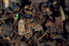 Camponotus lespesii