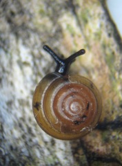 Euconulus