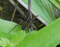 Pardosa hortensis