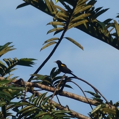 Icterus cayanensis