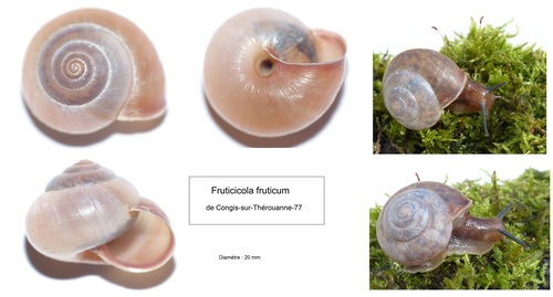 Lapinė krūmsraigė nuotrauka