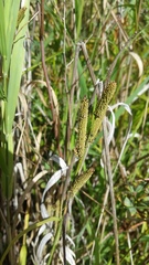 Carex kelloggii