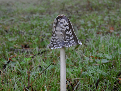 Coprinopsis picacea