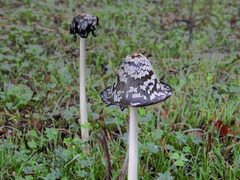 Coprinopsis picacea
