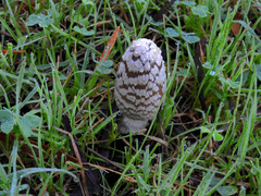 Coprinopsis picacea