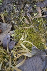 Brachythecium acutum