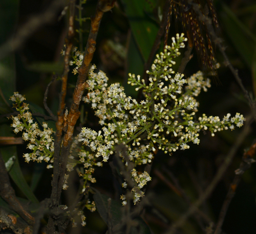 Tilman (Wendlandia heynei)