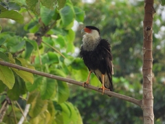 Caracara plancus