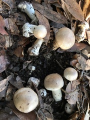 Agaricus xanthodermus