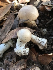 Agaricus xanthodermus