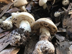 Agaricus xanthodermus