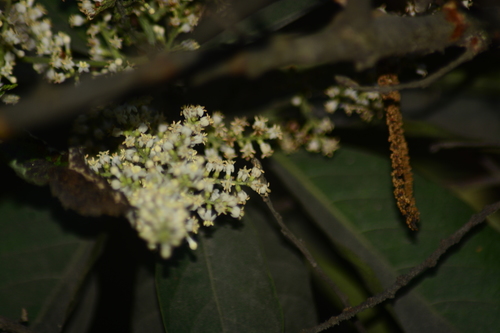 Image of Wendlandia heynei by no rights reserved