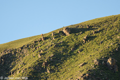 Ursus arctos isabellinus