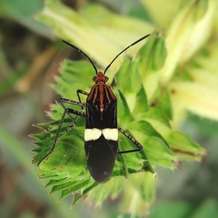 Hypselonotus subterpunctatus