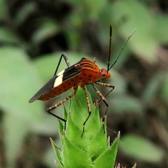 Hypselonotus subterpunctatus