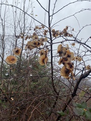 Dioscorea caucasica