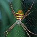 Saint Andrew's Cross Spider - Photo (c) Steve Kerr, some rights reserved (CC BY), uploaded by Steve Kerr