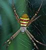Saint Andrew's Cross Spider - Photo (c) Steve Kerr, some rights reserved (CC BY), uploaded by Steve Kerr