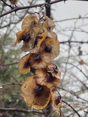 Dioscorea caucasica