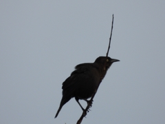 Quiscalus lugubris