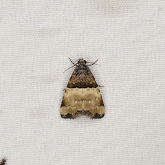 Cobubatha dividua
