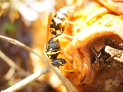 Polistes dominula