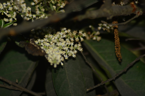 Image of Wendlandia heynei by no rights reserved
