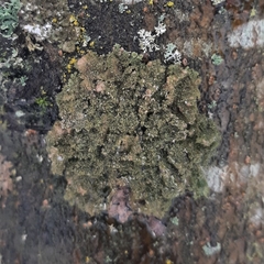 Phaeophyscia nigricans