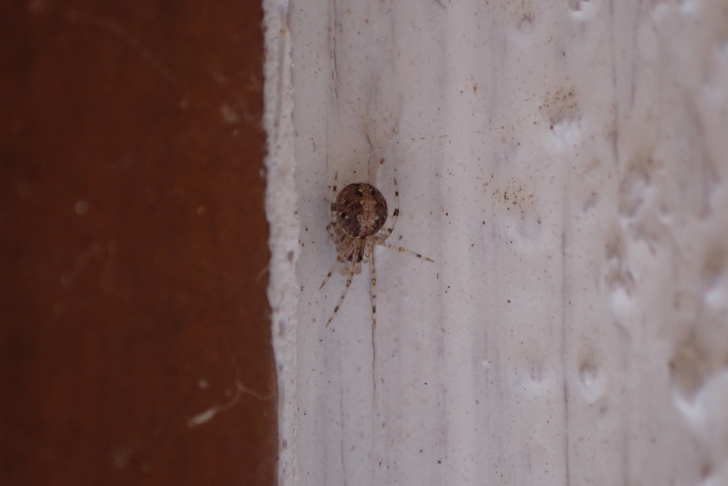 Theridion musivivum