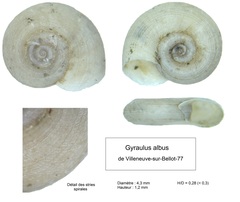 Gyraulus albus