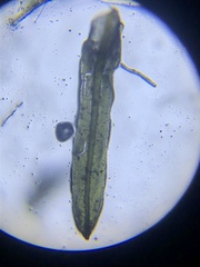 Syrrhopodon texanus