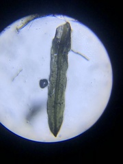 Syrrhopodon texanus