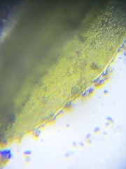 Syrrhopodon texanus