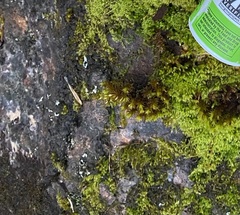 Lewinskya elegans