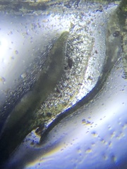 Syrrhopodon texanus