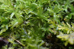 Syrrhopodon texanus