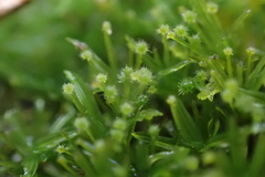 Syrrhopodon texanus