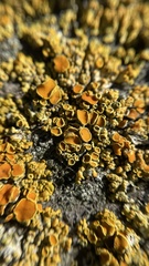 Polycauliona polycarpa