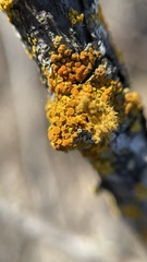 Polycauliona polycarpa